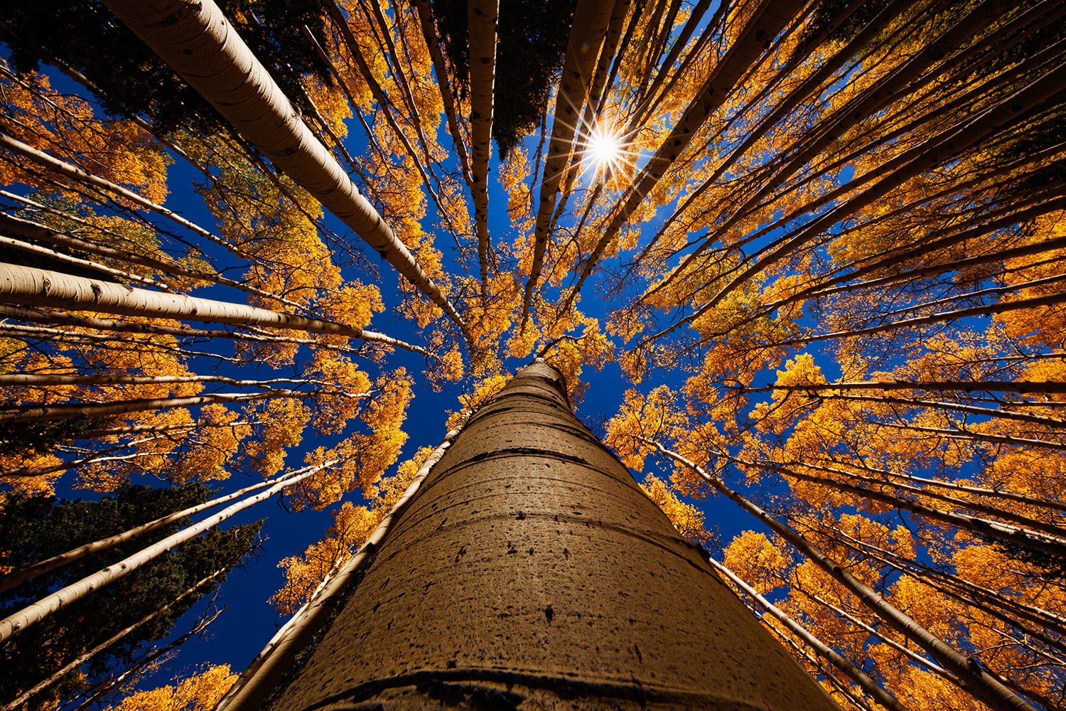 Landscape of Spring sunrising morning | Bisckut