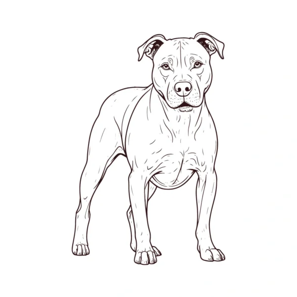 Pitbull line art download