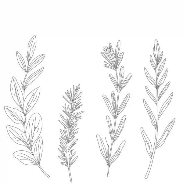 Set of 4 Leaves Line Art download